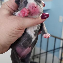 Nougat - Blue female Boston Terrier puppy in Columbus, Ohio from Bryn's AKC Bostons