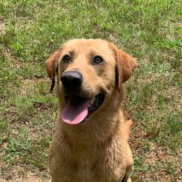 Dilute Retrievers and Labrador Retrievers from Straight Shooter Labradors