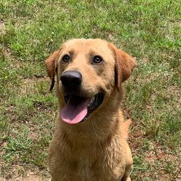 Dilute Retrievers and Labrador Retrievers from Straight Shooter Labradors