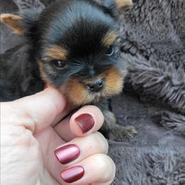 Hunk - Black and gold male Yorkshire Terrier puppy in Middleton, Idaho from Rocky Mountain Yorkies
