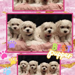 Bichon Frise Puppies from The Blessed Bichons