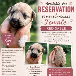 Glory - Sable female Schnoodle puppy in Temple, Texas from Schnauzers Of Taylor
