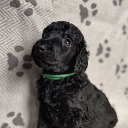 Turkey - Black male Poodle puppy in Nederland, Texas from Lingo Standard Poodles