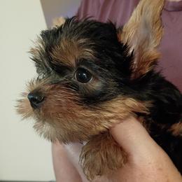 Milles - Blue and gold male Yorkshire Terrier puppy in Potomac, Maryland from Fabiana's Yorkshire Terriers