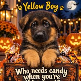 Yellow Boy - Black and red male German Shepherd puppy in Lewistown, Missouri from Ewig Krieger Kennels