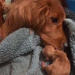 Cavapoo puppies from Molly n Friends