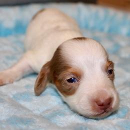 Piebald - Piebald male Dachshund puppy in Crestview, Florida from Neverending Dachies