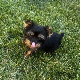 Paris - Black and tan female Yorkshire Terrier puppy in Riverside, California from Empire Yorkies