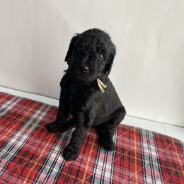 Bernedoodle Puppies from Bruce and Emma Doodles