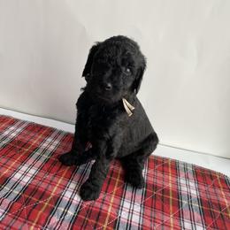 Bernedoodle Puppies from Bruce and Emma Doodles