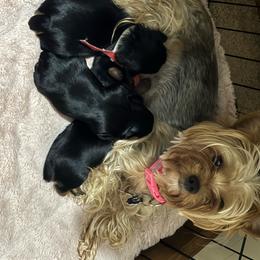 Yorkshire Terrier puppies from Kruz Kennels