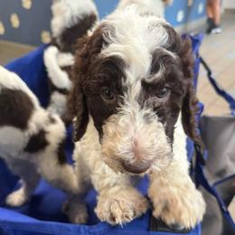Rey - Parti female Poodle puppy in San Antonio, Texas from Chocolate Pet Connection