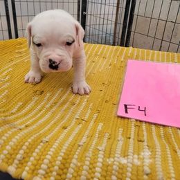 Girl 4 - American Bulldog puppy in Yellville, Arkansas from Offerman Family Bulldogs