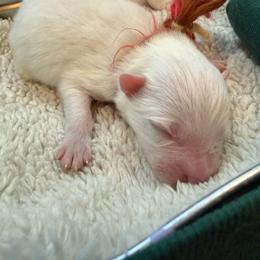 Bowser - White male American Eskimo Dog puppy in West Jordan, Utah from Ketura’s Angels Kennels