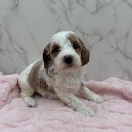 Daisy - Parti female Goldendoodle puppy in Kansas City, Kansas from Bella & Ivy’s Mini Goldendoodles of KC