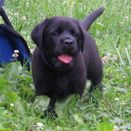 Labrador Retriever Puppies from Treasure Mountain Labrador Retrievers