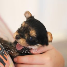 Yorkshire Terrier Puppies from North Idaho Yorkies