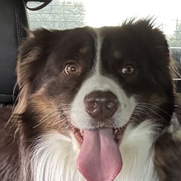 Australian Shepherds from Southern Copper Sun Aussies