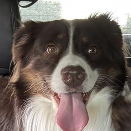Australian Shepherds from Southern Copper Sun Aussies