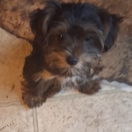 Calvin - Black and tan male Yorkshire Terrier puppy in Jacksonville, Arkansas from Royal Yorkie Terrier