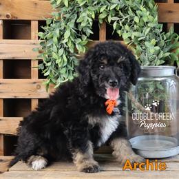 Archie - Phantom male Bernedoodle puppy in Heyworth, Illinois from Cobble Creek Puppies