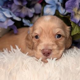 Peanut - Cream male Dachshund puppy in Unadilla, Georgia from Hamsley's Puppy Palace
