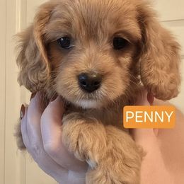 Cavapoo and Poodle Puppies from Premier Paws