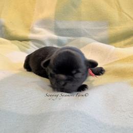 Black Female - Black female Shih Tzu puppy in Waynetown, Indiana from Swaying Sycamore Farm