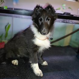 Claire - Black and white female Shetland Sheepdog puppy in Albany, New York from K&A Little Wonder's