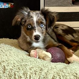 Clover - Blue merle female Miniature Australian Shepherd puppy in Port Saint Lucie, Florida from Charlene Brannon's Mini Australian Shepherds