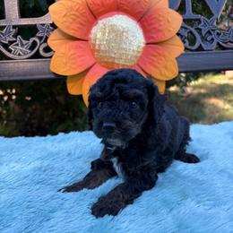 Thing - Phantom male Poodle puppy in Malvern, Arkansas from Sweet as dessert puppies