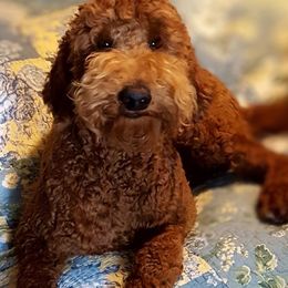 Emmie - Goldendoodle