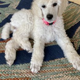 Poodle Puppies from Topsail Breeders