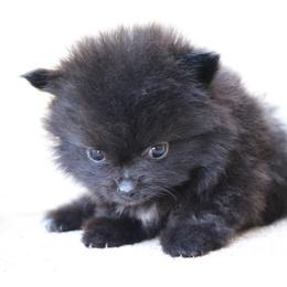 Cole - Black male Pomeranian puppy in Corpus Christi, Texas from Crown Rose Pomeranians