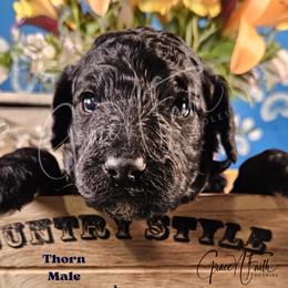 Thorn - Black male Labradoodle puppy in Peyton, Colorado from Grace N Faith Doodles
