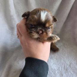 Twix - Chocolate and tan female Shih Tzu puppy in Jenks, Oklahoma from Northstar Shih Tzu