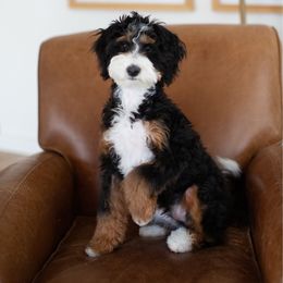 Max - Bernedoodle