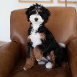 Max - Bernedoodle