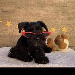 Lupe - Miniature Schnauzer