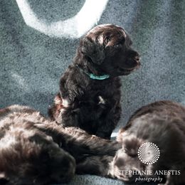 Portuguese Water Dog Puppies from Sun Joy PWDS