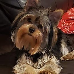 Yorkshire Terriers from Dare to Dream Yorkies