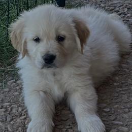 Oakley - Light golden female Golden Retriever puppy in Amarillo, Texas from Bluebonnet Goldens