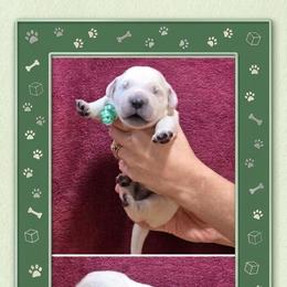 Boy 2 - Light golden male Golden Retriever puppy in Webberville, Michigan from All by grace goldens