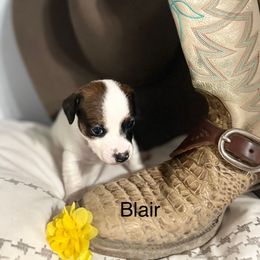 Blair - White and tan male Russell Terrier puppy in Great Falls, Montana from VS Golden Fields