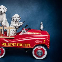 Dalmatian and Doberman Pinscher Puppies from Lorelei Legends