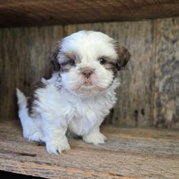 Cher - Liver and white female Shih Tzu puppy in Mountain Grove, Missouri from Precious Puppies
