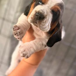 Roland - Black white and brown male Basset Hound puppy in Conway, Missouri from Ozark Mountain Kennel