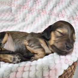 Shaded cream girl - Cream female Dachshund puppy in Seminary, Mississippi from Down South Mavericks Dachshunds
