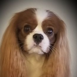 Lovey - Cavalier King Charles Spaniel