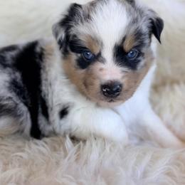 Aussiedoodle and Toy Australian Shepherd Puppies from Bar 4 Aussies